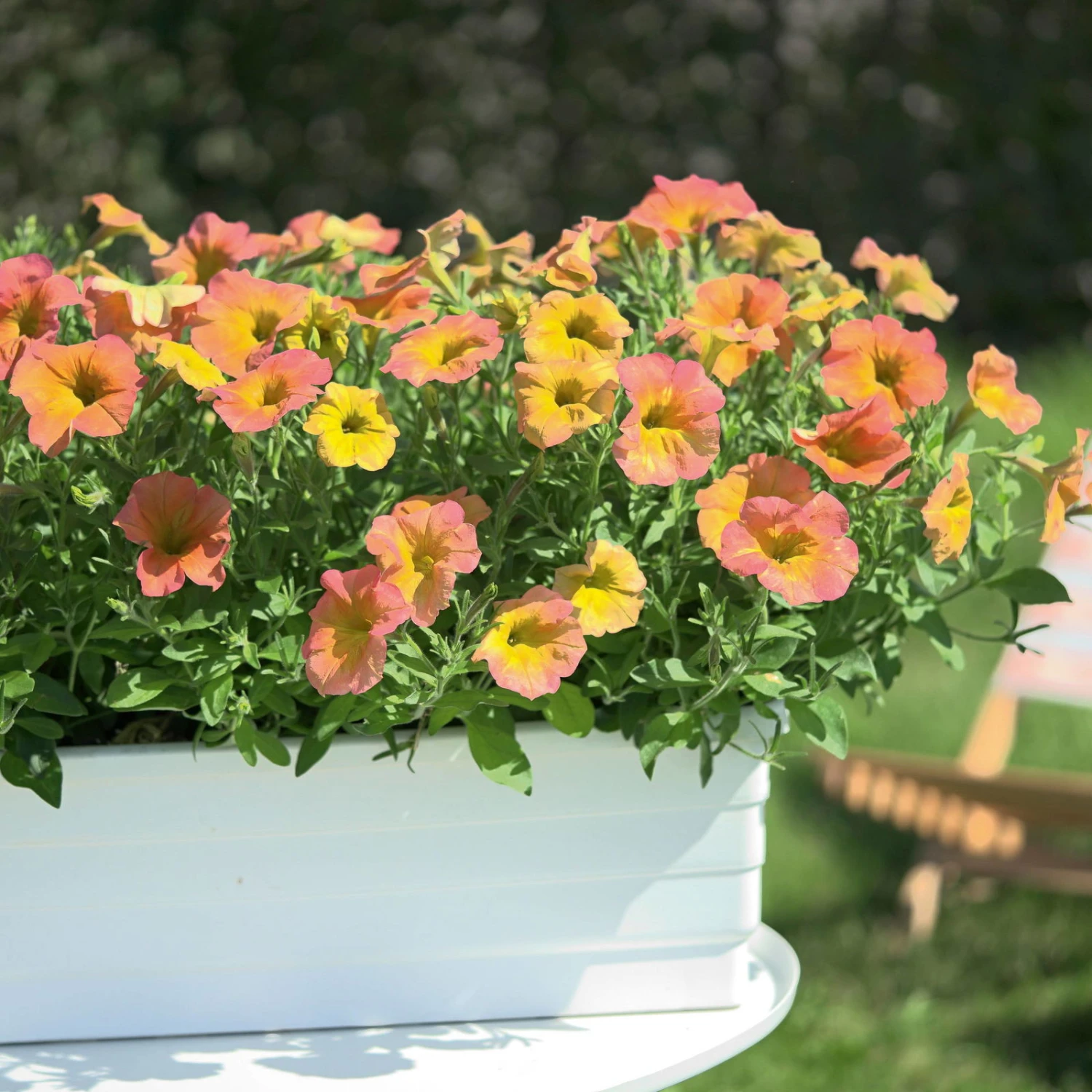 Petunie 'Famous Apricot' Orange-gelb, Hängend, Topf-Ø 13 Cm, 6er-Set