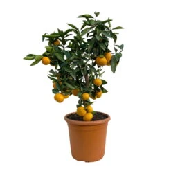 Clementine, Stamm, Topf-Ø Ca. 22 Cm, Höhe Ca. 70 - 80 Cm