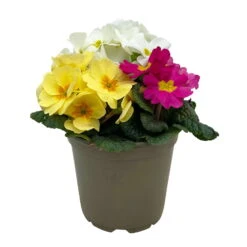 Primel 'Trio' Bunt, Mix Nach Verfügbarkeit, Topf-Ø 13 Cm, 6er-Set