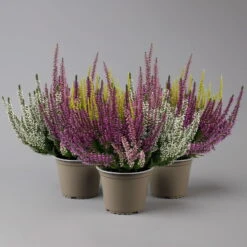 Knospenheide 'High Five®' Fünffarbig, Topf-Ø 13 Cm, 3er-Set