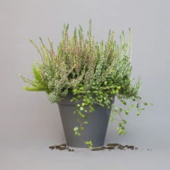 Heidepflanzen Mix, Farbe Variiert, Topf-Ø 15 Cm, 2er-Set