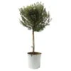Myrte Weiß, Stamm, Topf-Ø 19 Cm