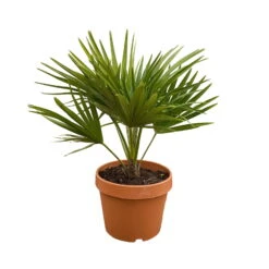 Chamaerops Humilis 'Sicilia', Topf-Ø 18 Cm, Höhe Ca. 50 Cm