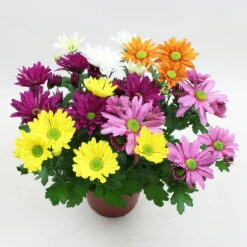 Chrysanthemen 'Quintett' Bunt, Topf-Ø 14 Cm, 4er-Set