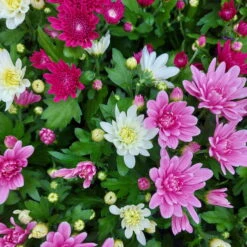 Chrysantheme Trio 'Sweet Melange', Weiß-rosa-lila, Gefüllt, Topf-Ø 12cm, 6er-Set