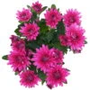 Chrysanthemen 'Chrysanne® Grandezza Purple', Lila, Topf-Ø 13 Cm, 6er-Set