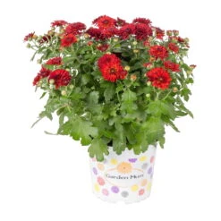 Chrysanthemen, Rot, Topf-Ø 12 Cm, 6er-Set