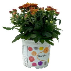 Chrysanthemen Bronze, Topf-Ø 10,5 Cm, 8er-Set