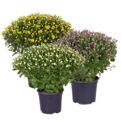 Chrysanthemen-Busch, Gelb-lila-weiß, Topf-Ø 19 Cm, 3er-Set