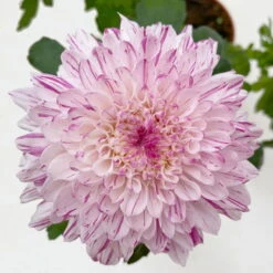 Chrysantheme 'Chrysanne® Zembla Next Art' Gespr., Großbl., Topf-Ø 13 Cm, 6er-Set