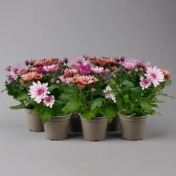 Chrysantheme Trio 'Sweet Melange', Apricot-rosa-lila, Gefüllt, Topf-Ø 12cm, Set