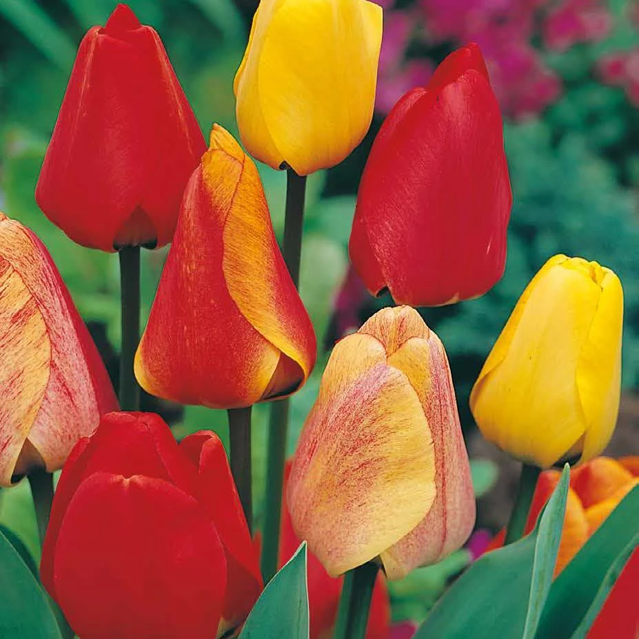 Darwin Hybride Tulpen Prachtmischung 100 Blumenzwiebeln – Bild 2