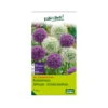 XXL Allium Mischung 'Riesenlauch Schönheiten', Weiß, Lila, 5 Blumenzwiebeln