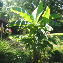 Bio Bananenpflanze, Topf-Ø 12 Cm, 2er-Set
